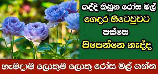 Rose%20fertilizer%20100g%20pack%20your%20home%20garden.%20%E0%B6%BB%E0%B7%9D%E0%B7%83%20%E0%B6%B4%E0%B7%9C%E0%B7%84%E0%B7%9C%E0%B6%BB%20-%20Image%205