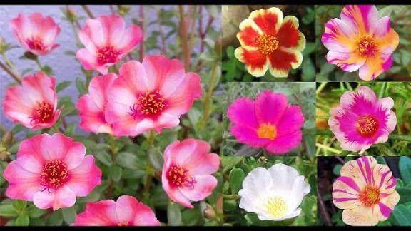 Japan%20Rose%20/%20Portucala%20plant%20(100%20branches..)%20-%20Image%206