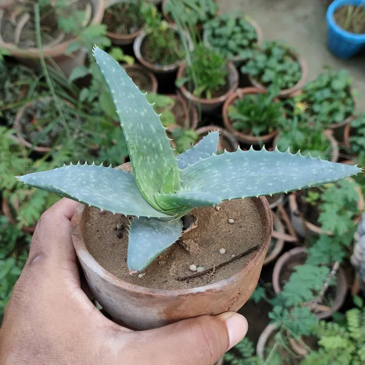 Plants%20Small%20Live%20Plants%20-%20Image%204