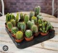 Live Cactus plant | 100% Original cactus mini plant | Original not fake or artificial | Real Cactus | Cactus with pot with fertilizer rait | Cute cactus real plant | Real product size 5 to 6 inches | Fresh stock of cactus | attractive cactus live plant. 