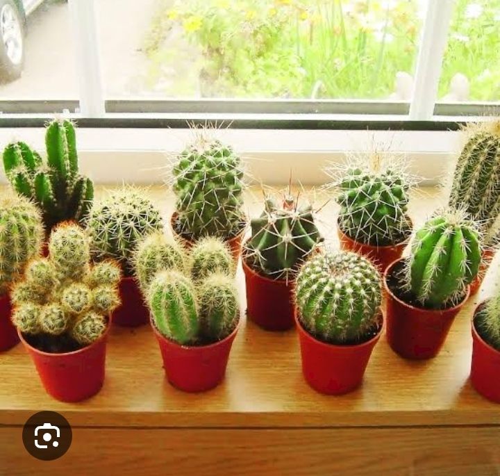 Live Cactus plant | 100% Original cactus mini plant | Original not fake or artificial | Real Cactus | Cactus with pot with fertilizer rait | Cute cactus real plant | Real product size 5 to 6 inches | Fresh stock of cactus | attractive cactus live plant