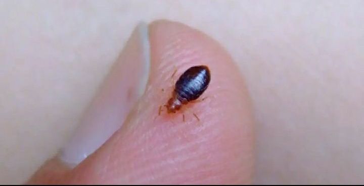 Indian%20Aluminum%20Phosphide%20Tablet,%20Charpoka%20Insecticide%20/%20Bug%20Killer%20/%20Fumigation%20Tablets%20/%20Rat%20&%20Insect%20Poisonous%20Gas%20(30/20%20pcs)%20-%20Image%208