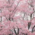 Ready to ship (30 seeds), cherry blossom, cherry blossom, Sakura, Japanese tree, garden, decoration, Sakura, seed cultivation, bonsai, seeds 100%. 