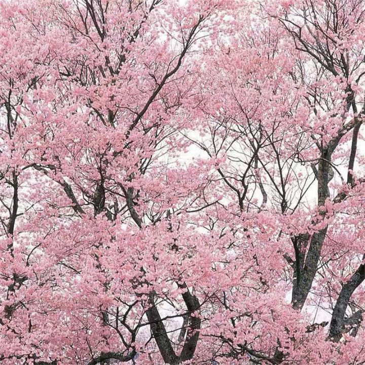 Ready%20to%20ship%20(30%20seeds),%20cherry%20blossom,%20cherry%20blossom,%20Sakura,%20Japanese%20tree,%20garden,%20decoration,%20Sakura,%20seed%20cultivation,%20bonsai,%20seeds%20100%25%20-%20Image%208