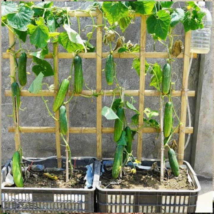 All%20Season%20Hybrid%20Cucumber%20Seeds%2020%20Piece%20-%20Shosa%20Seed-%20Vegetable%20Seed%20for%20garden%20-%20Image%202