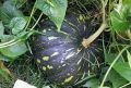 Hybrid Sweet Pumpkin Seeds (15+ Seeds).. 