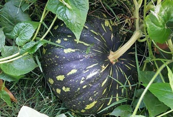Hybrid%20Sweet%20Pumpkin%20Seeds%20(15+%20Seeds).%20-%20Image%202