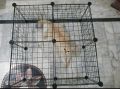 Portable DIY Pet Playpen Animal Crate DIY Metal Wire Kennel Extendable Pet Fence Bunny Cage For Puppy Rabbit Small Animal Pen. 