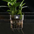 Aquarium Plant Basket Transparent Fish Tank Hanging Decorations Pot Aquatic Plants Holder Aquatic Plant Cup Fish Tank Planter. 