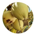 APM COCONUT Fertilizer For Home Gardening Agriculture Pol Pohora High Quality NPK Fertilizer Powder Fertilizer For Agriculture. 