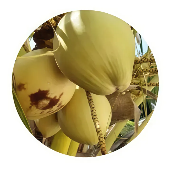 APM%20COCONUT%20Fertilizer%20For%20Home%20Gardening%20Agriculture%20Pol%20Pohora%20High%20Quality%20NPK%20Fertilizer%20Powder%20Fertilizer%20For%20Agriculture%20-%20Image%204
