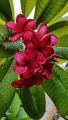 Red kathgolap/Plumeria flower plant outdoor plant 10-15 inch long plant with soil 1 piece.