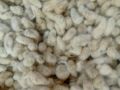 cotton seed FH-333,triple gene, 3500/bag (5kg). 