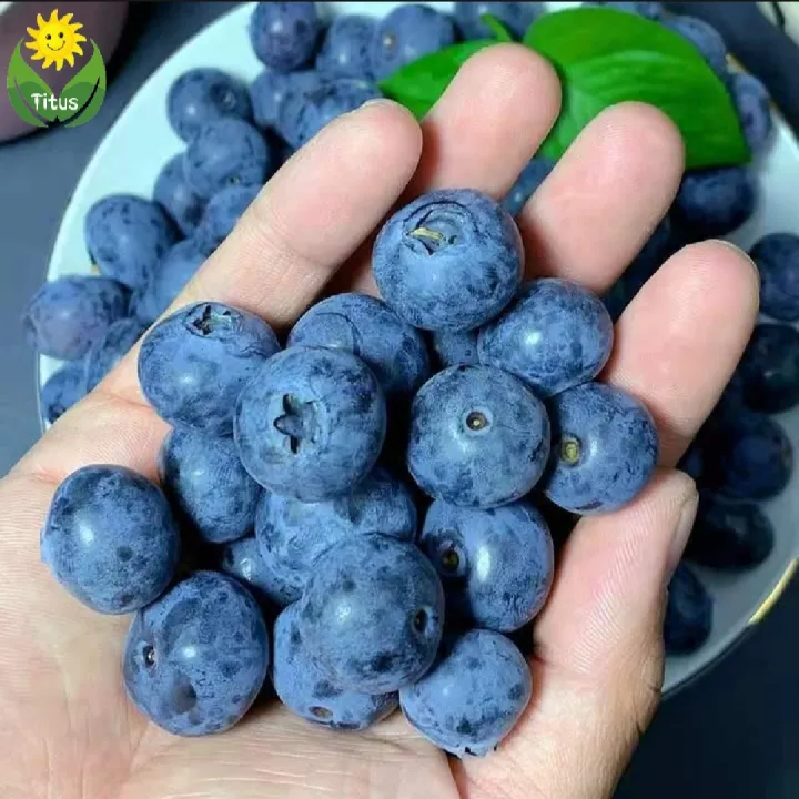 Thai%20Blueberry%20Fruit%20Bonsai%20Tree%20Seeds%20-%2010+%20Pcs%20Seeds%20-%20Image%202