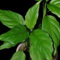 Aglaonema Modestum Indoor Live Plants / Chinese Evergreen / Green for Ten Thousand Years Live Plant. 