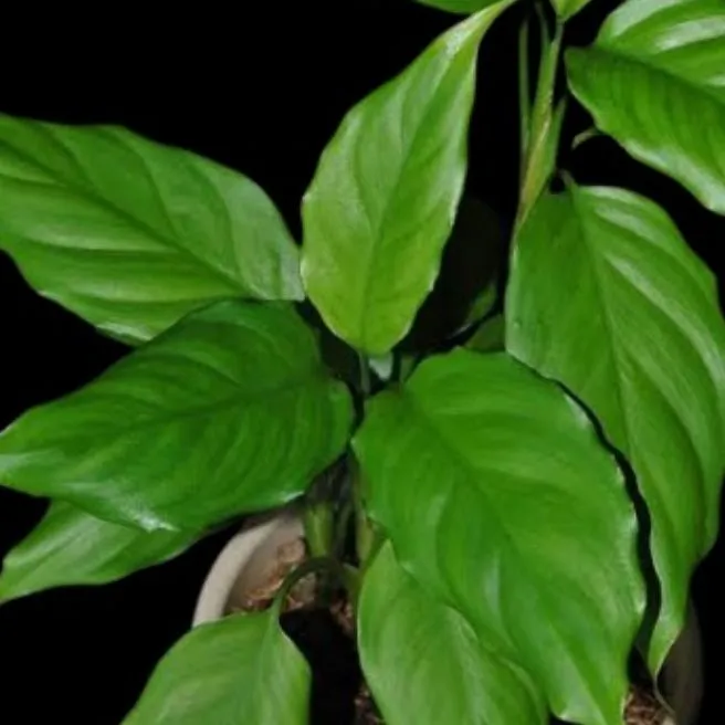 Aglaonema%20Modestum%20Indoor%20Live%20Plants%20/%20Chinese%20Evergreen%20/%20Green%20for%20Ten%20Thousand%20Years%20Live%20Plant%20-%20Image%202