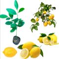 Lemon Plants Dehi Pala දෙහි පැල. 