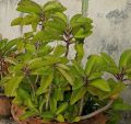 patharchatta plant. 