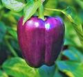 F1 hybrid Shimla mirch / capsicum/ bell peppers seeds in red , green , yellow and purple. 