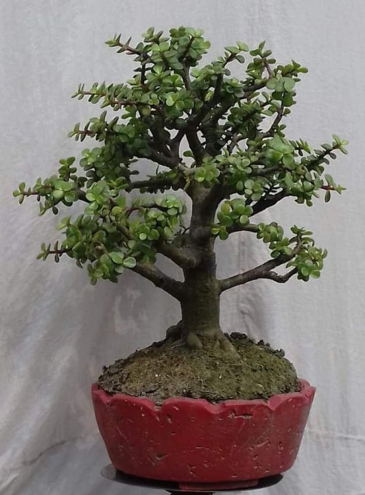 Jadeplant%20Bonsai%20-%20Image%204