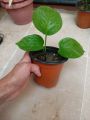 Money plant. 