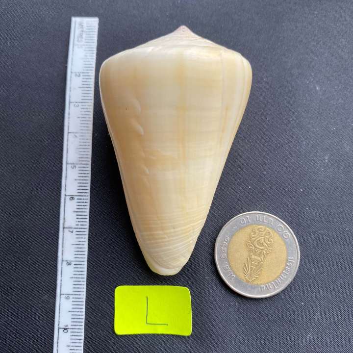 White%20CONUS%20shell,%20white%20CONUS%20shell,%204-7cm%20Xiao%20Yu%20Luo%20-%20Image%209
