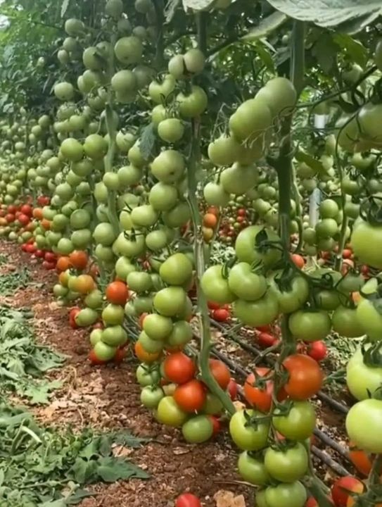 Vegetables%20Seeds-%20Sakkal-1%20TomatoSeeds-10%20grm%20-%20Image%203