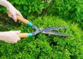 Tree Cutting Scissor Large Size (Heavy Duty Large Plant Cutting Tool), garden scissor. 