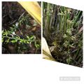 spicy plants / food enasal / cardamom plants/enasal plants. 