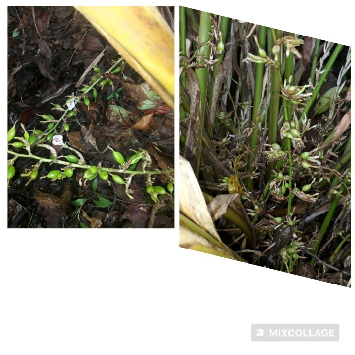 spicy plants / food enasal / cardamom plants/enasal plants