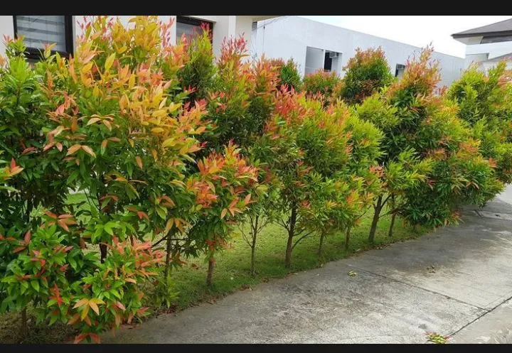 Christina%20plant%20:A%20Refreshing%20Touch%20of%20nature%20for%20you%20living%20space%20-%20Image%203