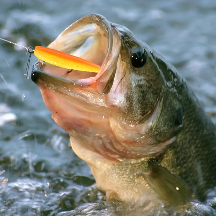 50pcs/box%20Fishing%20Lure%20T%20Tail%20Spinner%20Soft%20Artificial%20Bait%20Paddle%20Tail%20Soft%20Worm%20Carp%20Bass%20Freshwater%20Fishing%20Tackle%20Accessories%20-%20Image%203