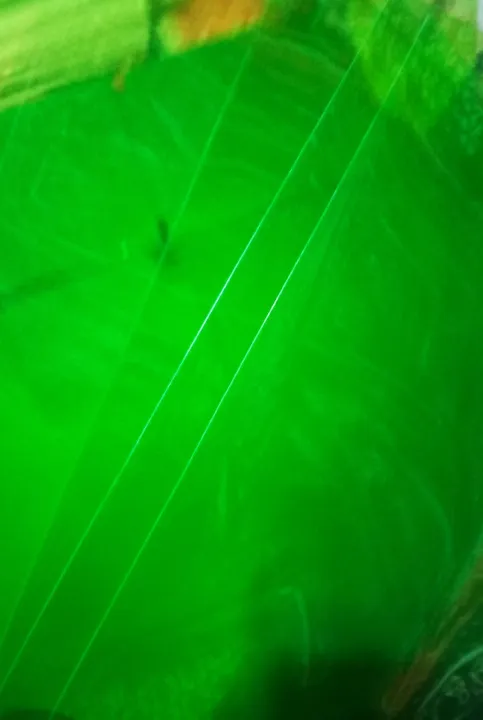 Bindings%20Sheets%20(Green)%20A4%20Size%20for%20books,%20copies%20etc....%20(X-ray%20Binding%20Sheets)%20-%20Image%205