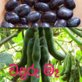 වදුරු මෑ Waduru mee seeds. 10g for beautiful home garden.. 