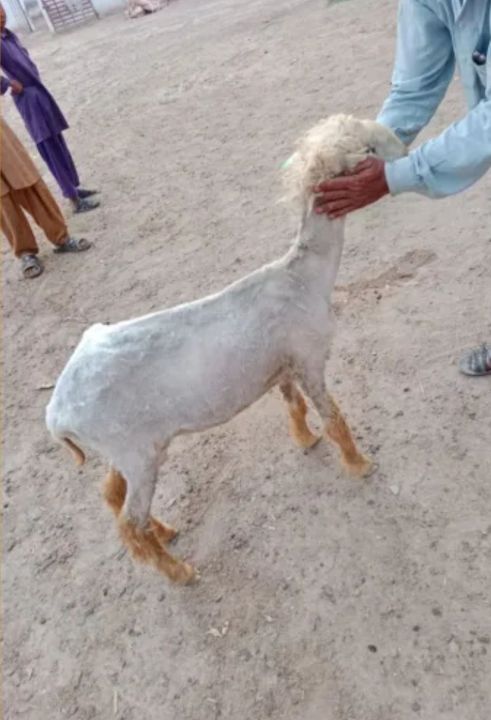 Sheep%20Shears%20Pro%20110V%20500W%20Professional%20Heavy%20Duty%20Electric%20Shearing%20Clippers%20with%206%20Speed,%20for%20Shaving%20Fur%20Wool%20in%20Sheep,%20Goats,%20Cattle,%20Other%20Farm%20Livestock%20Pet,%20with%20Grooming%20Carrying%20Case%20CE%20-%20Image%204