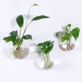 2/4/6/8 Pack Wall Hanging Glass Terrari2um - Self-Watering Hydroponic Planter for Home Office Decor, Handmade Round Crystal Vase. 