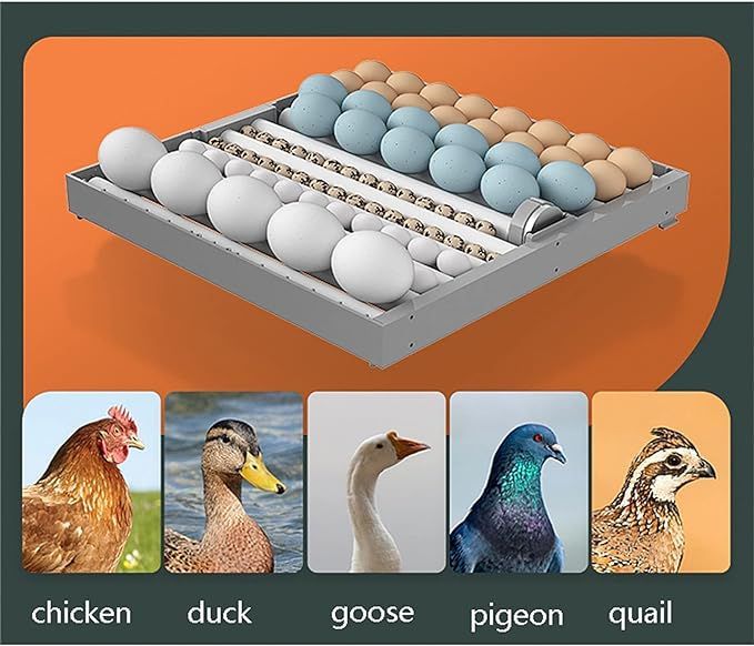 64%20Eggs%20Intelligent%20Incubator%20Drawer%20Type%20Dual%20Supply%20AC/DC%20-%20Image%204