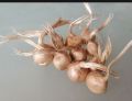 Original Germinated Saffron Bulb seeds pack of 3 saffron bulb. 