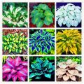Wholesale bonsai color 50 seeds Hosta plantaginea Caladium seeds rare bonsai auspicious tree air purifying tree flower seeds bonsai ornamental tree plant decoration plants. 