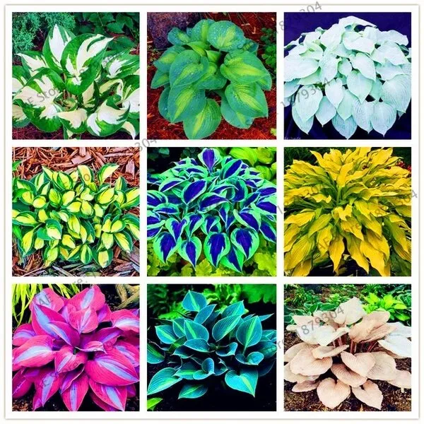 Wholesale%20bonsai%20color%2050%20seeds%20Hosta%20plantaginea%20Caladium%20seeds%20rare%20bonsai%20auspicious%20tree%20air%20purifying%20tree%20flower%20seeds%20bonsai%20ornamental%20tree%20plant%20decoration%20plants%20-%20Image%208