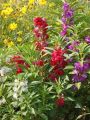 Balsam Camellia Mix Summer Flower Seeds. 