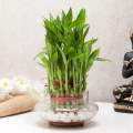 Three Layer Bamboo Good Luck Terrarium. 