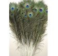 50 pcs(50-70cm) peacock feather (mor k par). 