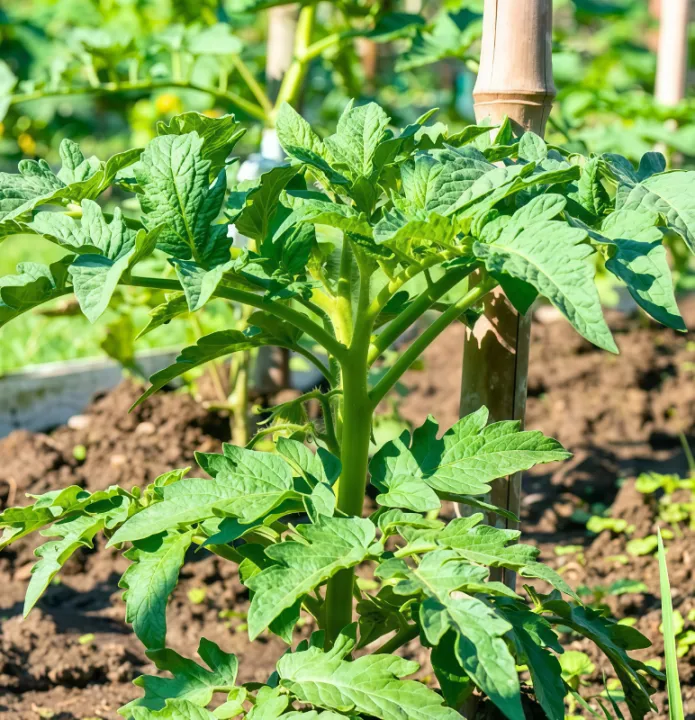 Yaramila%20Winner%2015:9:20+TE%20100g,200g,500g%20High%20Nitrogen%20fertilizer%20For%20Vegitables%20and%20flowers%20-%20Image%204