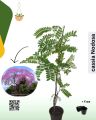 Cassia Nodosa with pot Plant | Not seeds | Real | Envirt. 