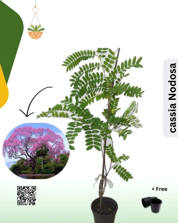 Cassia%20Nodosa%20with%20pot%20Plant%20%7C%20Not%20seeds%20%7C%20Real%20%7C%20Envirt%20-%20Image%202