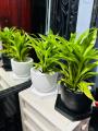 Natural Indoor Lucky bamboo plant pot with tray set/indoor set. 