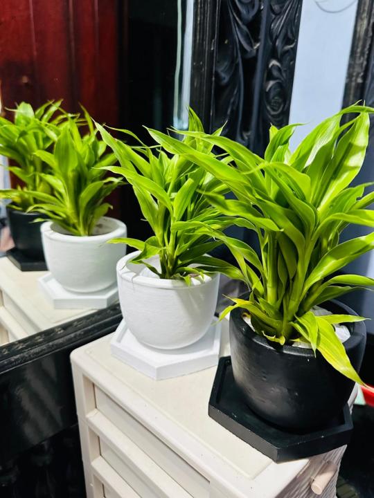Natural Indoor Lucky bamboo plant pot with tray set/indoor set