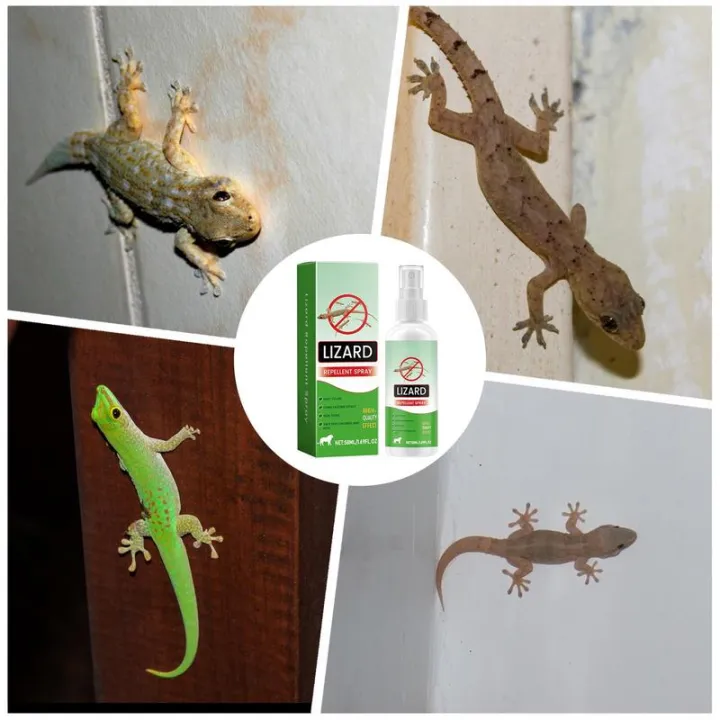 Rodents%20Repellents%20Indoor%2050ml%20Lizard%20Repellents%20Lavender%20Oil%20Gecko%20Spray%20Powerful%20Reptile%20Deterrening%20Pet%20Safe%20Repel%20Repeller%20-%20Image%204