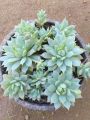 Nelum succlant plant. 